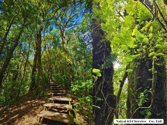 Chiang Mai: Doi Inthanon One-Day Tour With a Private Driver - Frequently Asked Questions