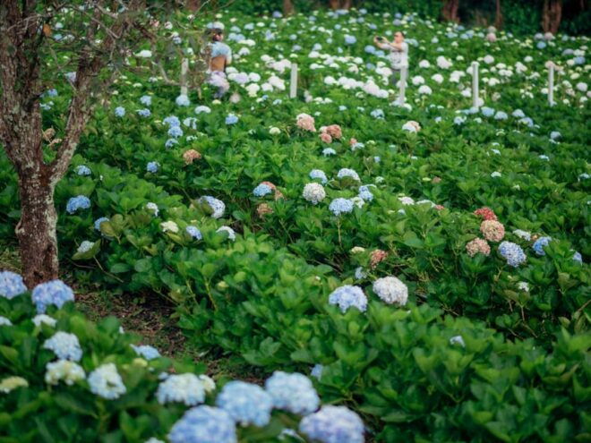 Chiang Mai: Doi Inthanon Park and Pha Dok Siew Trail Trek - Trekking Experience