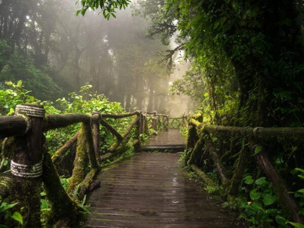Chiang Mai: Doi Inthanon Park and Pha Dok Siew Trail Trek - Questions You May Have