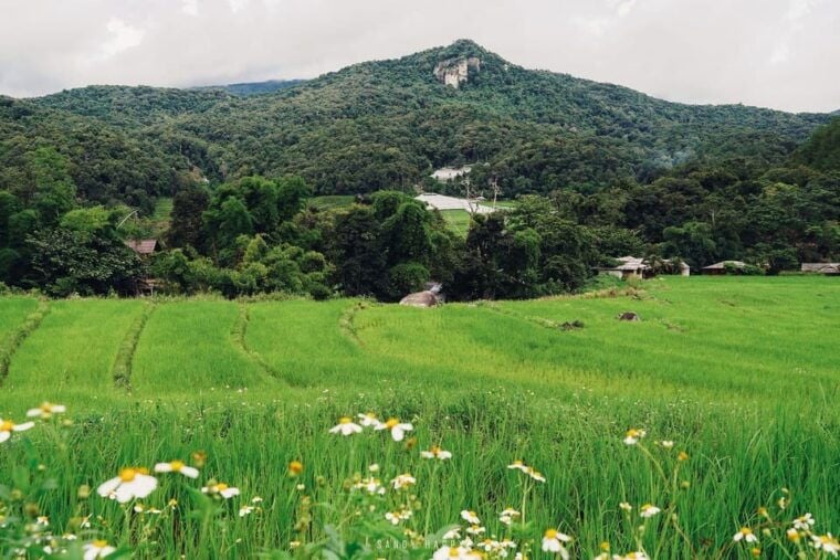 Chiang Mai: Doi Inthanon & Pha Dok Siew Nature Trail Trek - The Pha Dok Siew Nature Trail