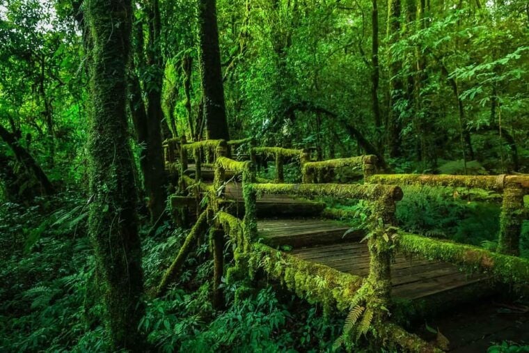 Chiang Mai: Doi Inthanon & Pha Dok Siew Nature Trail Trek - Cultural Immersion in Karen and Hmong Communities