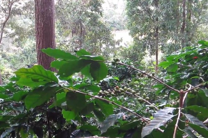 CHIANG MAI: Doi Inthanon-Trekking Pha Dok Seaw-Waterfall-Lunch - Guide and Driver Feedback