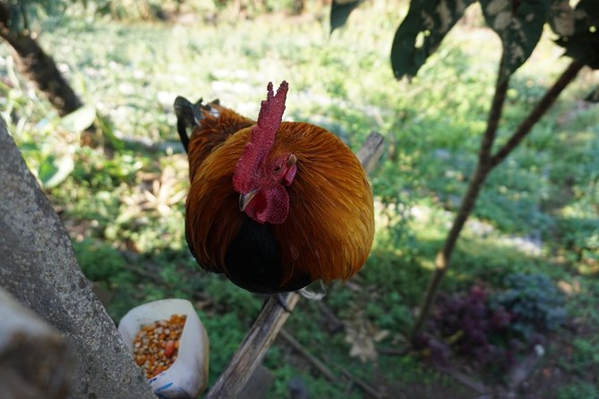 Chiang Mai Doi Suthep and Hmong Hill Village Small-Group Tour - Traveler Reviews