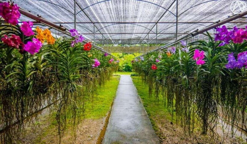 Chiang Mai: Doi Suthep, Orchid Farm and Waterfall With Lunch - Good To Know