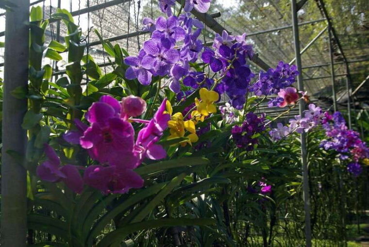 Chiang Mai: Doi Suthep, Orchid Farm and Waterfall With Lunch - Inclusions and Requirements