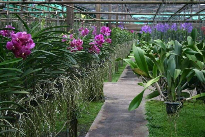 Chiang Mai: Doi Suthep, Orchid Farm and Waterfall With Lunch - Exploring Bai Orchid & Butterfly Farm