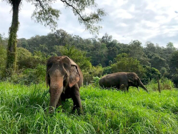 Chiang Mai: Doi Suthep Temple & Elephant Sanctuary Day Trip - Itinerary Highlights