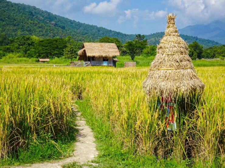 Chiang Mai: Doi Suthep, Wat Pha Lat & Wat Umong Spanish Tour - Tour Details