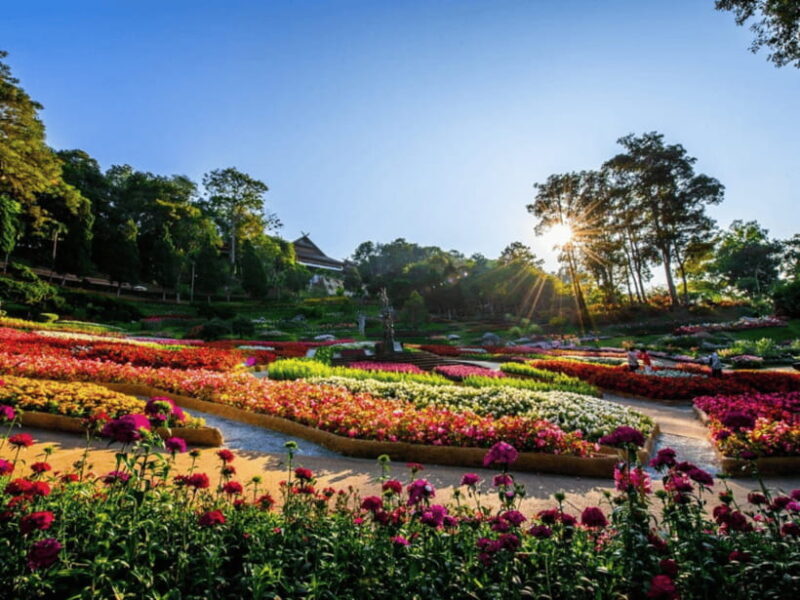 Chiang Mai: Doi Tung, Doi Mae, Salong Day Trip with Driver - The Itinerary in Detail