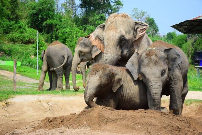 Chiang Mai: Elephant Care at Elephant Retirement Park - Live Tour Guide and English Language