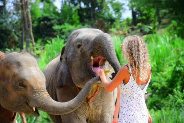 Chiang Mai: Elephant Care at Elephant Retirement Park - Full Description