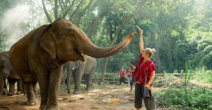 Chiang Mai : Elephant Care Elephant Eco Park - Activity Details