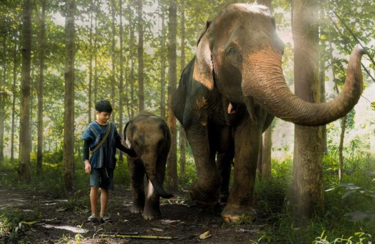 Chiang Mai : Elephant Care Elephant Eco Park - Highlights