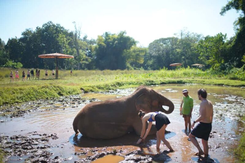 Chiang Mai: Elephant Care Mae Win&15 Ziplines-Tribe-Coffee - Introduction