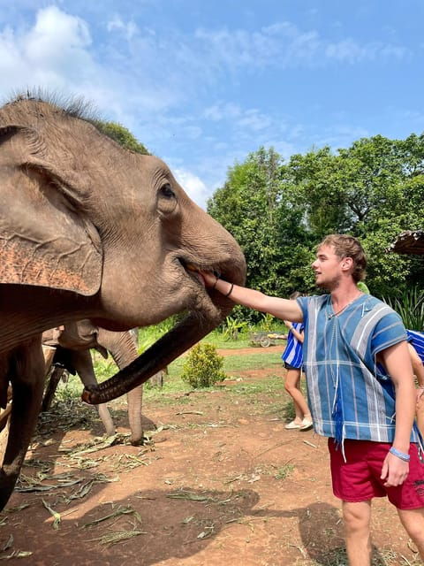 Chiang Mai: Elephant Dream Project Sanctuary - Half-Day - Key Points