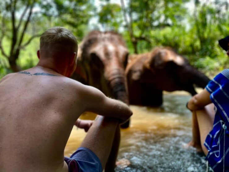 Chiang Mai: Elephant Dream Project Sanctuary - Half-Day - Experience Highlights