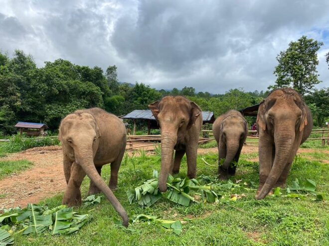 Chiang Mai: Elephant Dream Project Sanctuary - Half-Day - Daily Itinerary