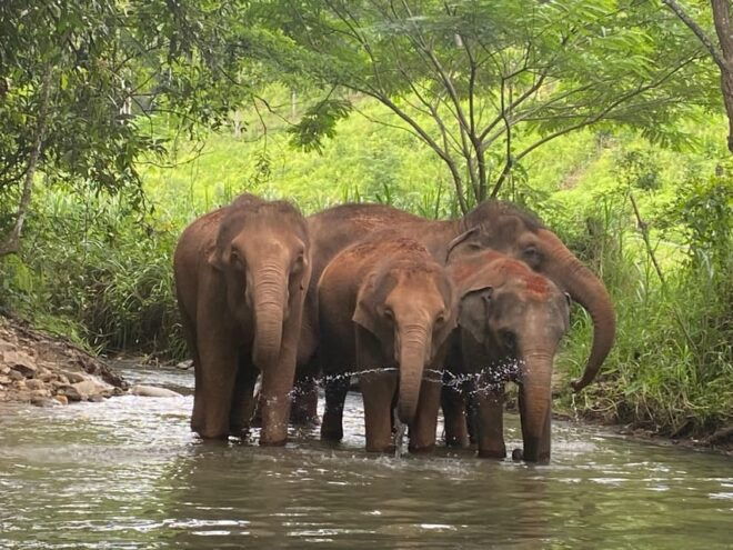 Chiang Mai: Elephant Dream Project Sanctuary - Half-Day - Participant Information