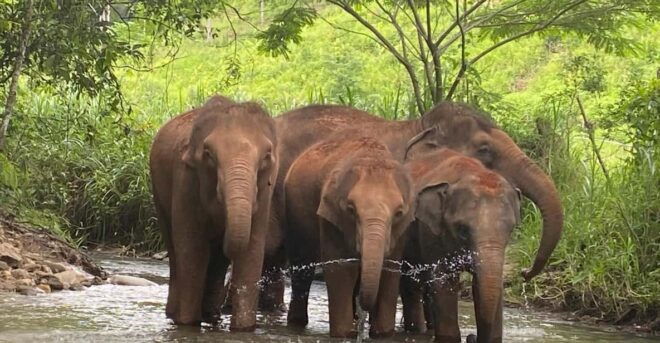 Chiang Mai: Elephant Dream Project Sanctuary - Half-Day - Customer Reviews