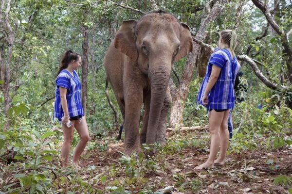 Chiang Mai: Elephant Dream Project Sanctuary - Half-Day - Booking and Cancellation Policy