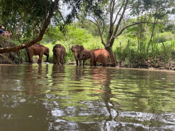 Chiang Mai: Elephant Dream Project Sanctuary - Half-Day - Questions You May Have