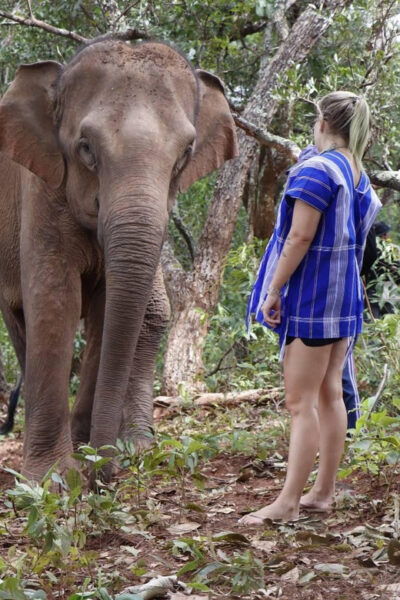 Chiang Mai: Elephant Dream Project Sanctuary - Half-Day - Break Down