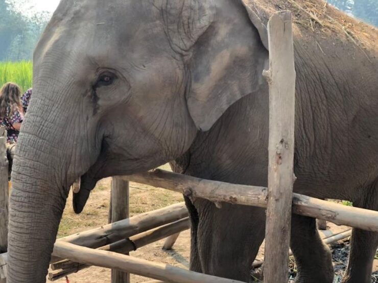 Chiang Mai Elephant Home One Day Experience - Experience Highlights and Activities