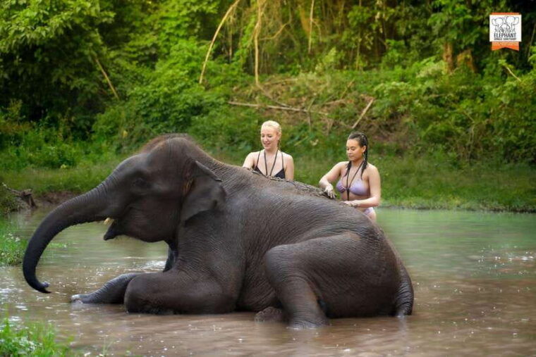 Chiang Mai Elephant Jungle Sanctuary &Mama Noi Cooking Class - Interaction With Elephants