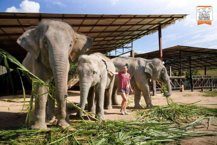 Chiang Mai Elephant Jungle Sanctuary &Mama Noi Cooking Class - Dinner and Return to Hotel