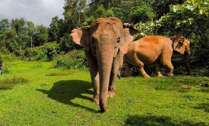 Chiang Mai: Elephant Observation & Wang River Bamboo Rafting - An Honest Look at the Experience