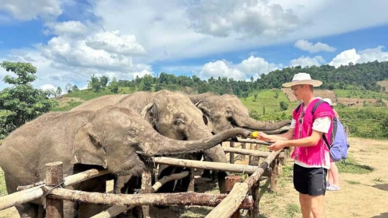 Chiang Mai: Elephant Observation & Wang River Bamboo Rafting - Who Is This Tour Best For?