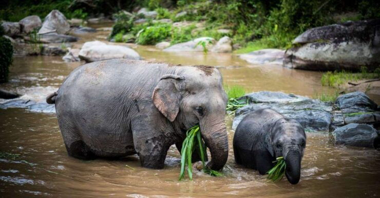 Chiang Mai Elephant Recovery Center, Doi Inthanon and Hiking - Inclusions and Services Provided