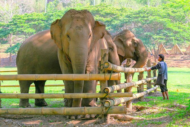 Chiang Mai Elephant Sanctuary and Sticky Waterfall Day Tour - What to Expect from the Tour