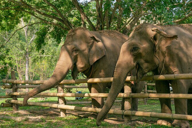 Chiang Mai Elephant Sanctuary and Sticky Waterfall Day Tour - FAQs