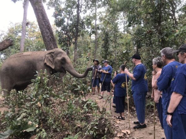 Chiang Mai: Elephant Sanctuary and Sticky Waterfall Tour - The Sum Up