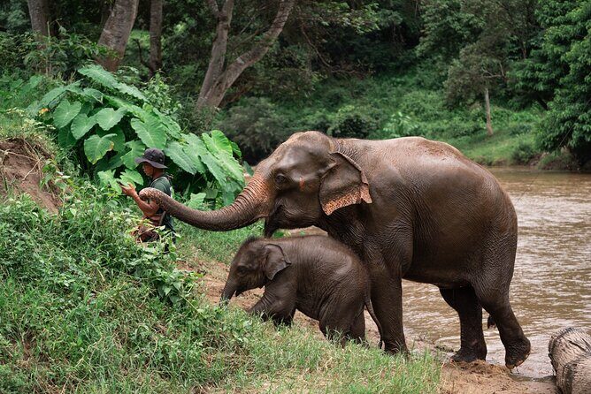 Chiang Mai Elephant Sanctuary, Bamboo Rafting and Waterfall Tour - Good To Know