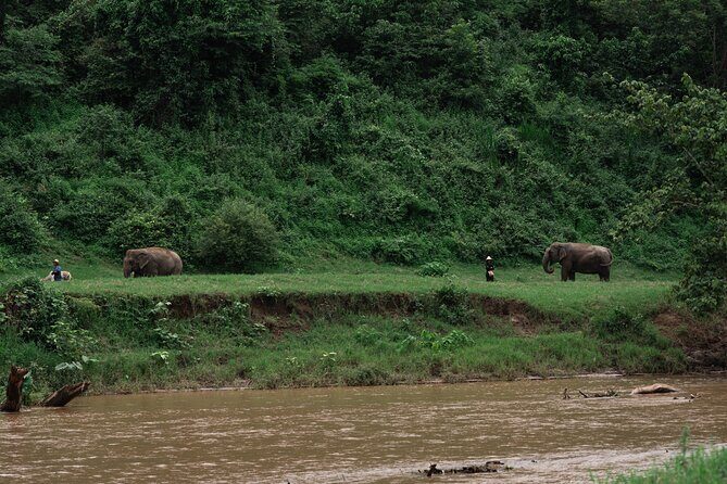 Chiang Mai Elephant Sanctuary, Bamboo Rafting and Waterfall Tour - An Overview of the Experience