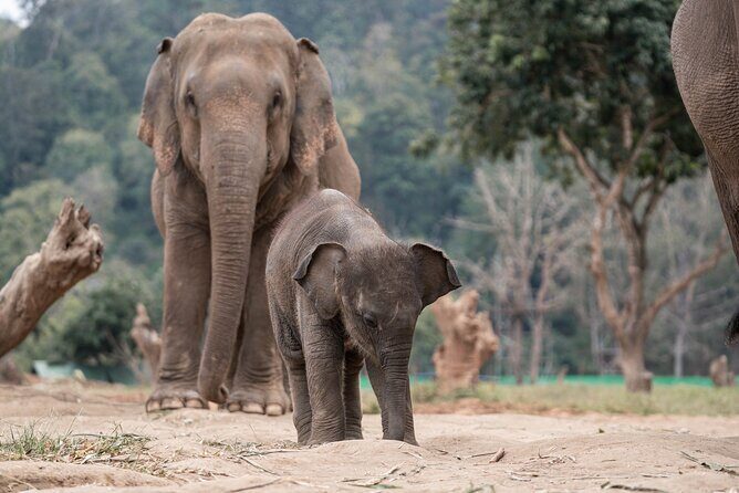 Chiang Mai Elephant Sanctuary, Bamboo Rafting and Waterfall Tour - Possible Considerations