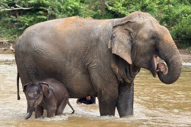 Chiang Mai Elephant Sanctuary, Bamboo Rafting and Waterfall Tour - Final Thoughts