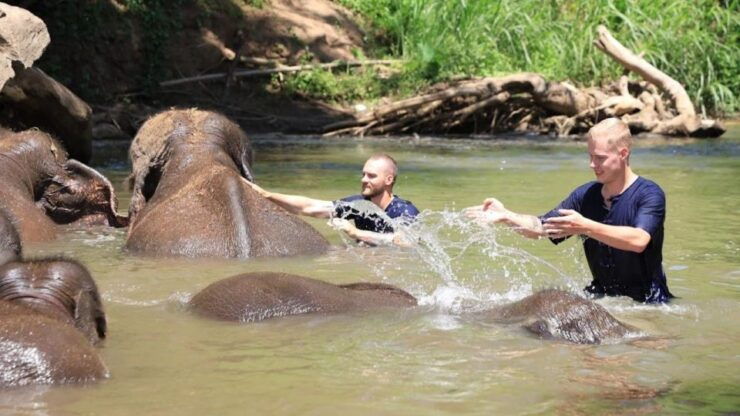 Chiang Mai: Elephant Sanctuary Interactive Tour - Activity Details
