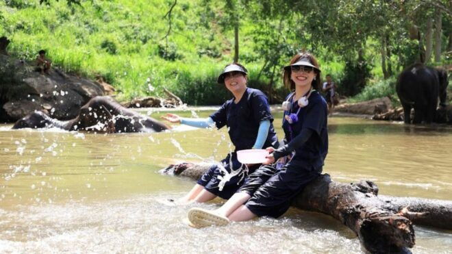 Chiang Mai: Elephant Sanctuary Interactive Tour - Highlights