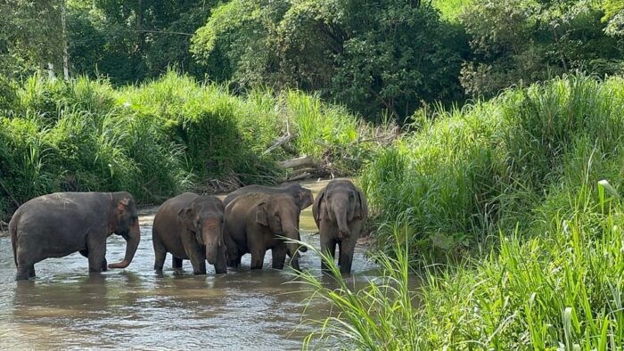Chiang Mai: Elephant Sanctuary, Monk Trail & Doi Suthep Tour - Transportation and Logistics