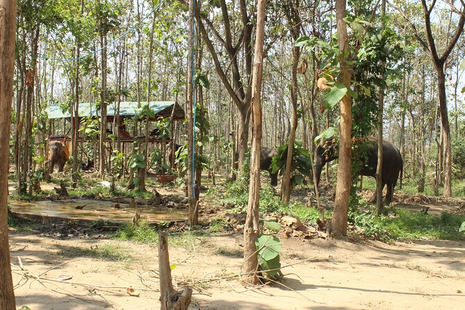 Chiang Mai Elephant Sanctuary Small Group Ethical Tour - Tour Details