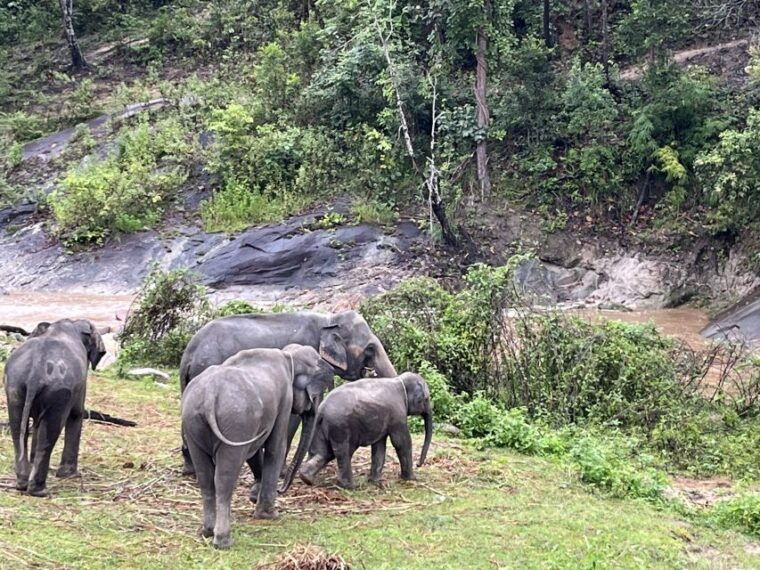 Chiang Mai: Elephant Sanctuary & Waterfall Group Tour - Preparation and Recommendations