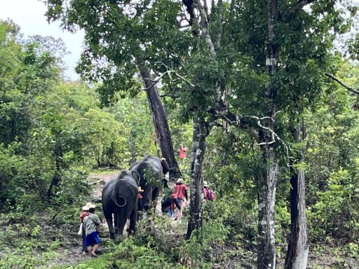 Chiang Mai: Elephant Sanctuary & Waterfall Group Tour - Ethical Elephant Care at Pon Elephant Thailand
