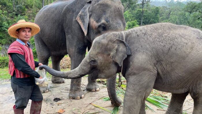 Chiang Mai: Elephant Sanctuary & Waterfall Group Tour - Frequently Asked Questions