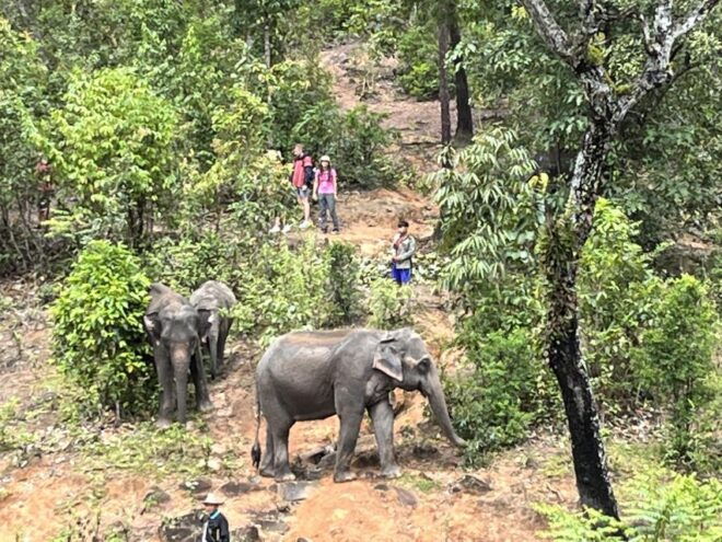 Chiang Mai: Elephant Sanctuary & Waterfall Group Tour - Full Description
