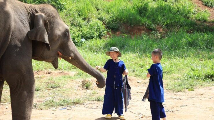 Chiang Mai: Elephant Sanctuary With Lunch Day Tours - Booking Details