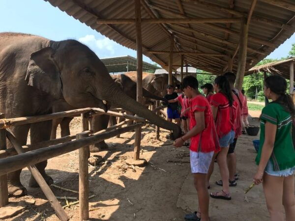 Chiang Mai: Elephant Tour, ATV, Rafting, Waterfall - What to Expect on Tour