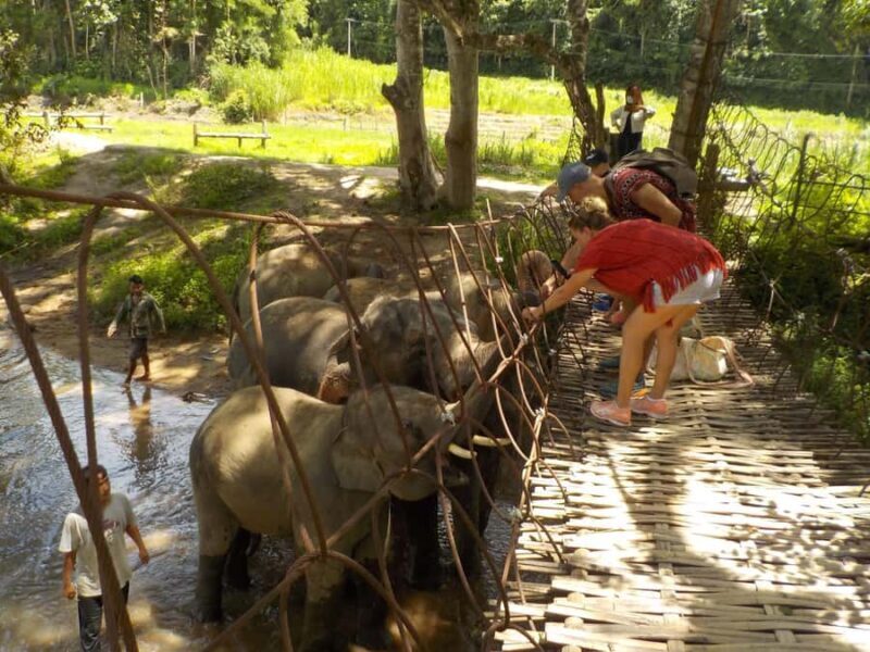 Chiang Mai Elephant Village Life: Long Neck & Bamboo Rafting - FAQ